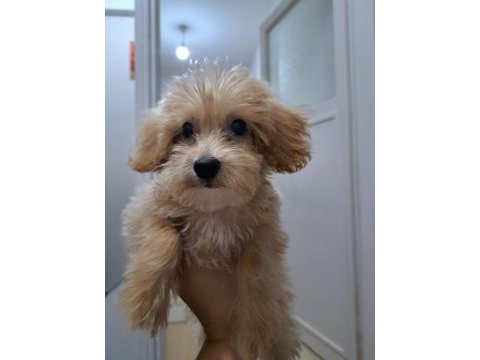 3 aylık maltipoo