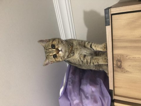 Golden tabby dünya güzeli bir british shorthair