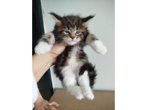 Xxxl maine coon dev kediler