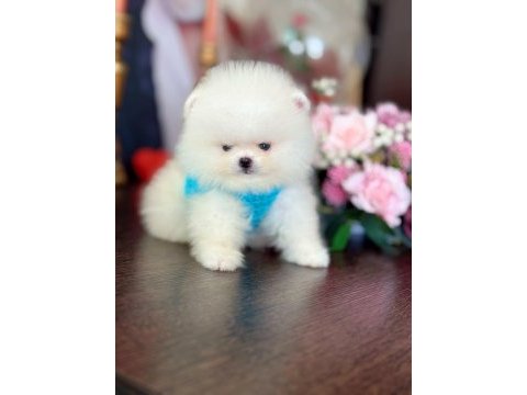 Oyuncak gibi 2 ayıcık pomeranian boo