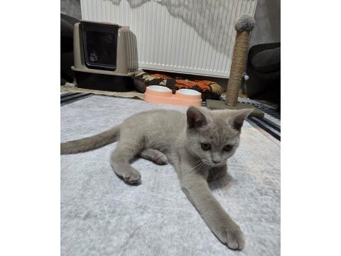 2.5 aylık british shorthair