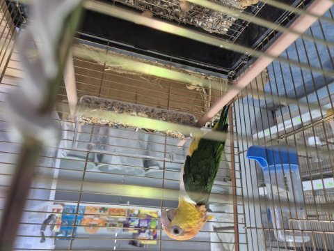 Full evcil caique