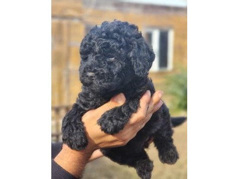 Siyah poodle