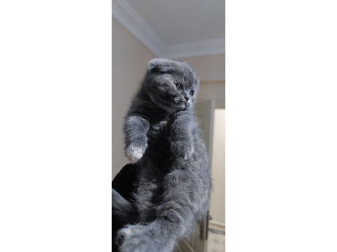 British shorthair ve scottish fold yavrularımız