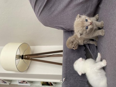 2 karamel 2 beyaz yavrum scottish fold