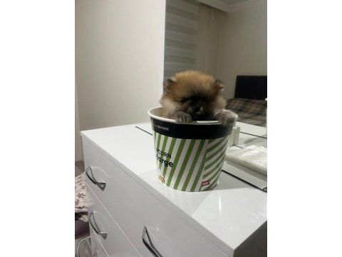 Orjinal pomeranian yavrularımız