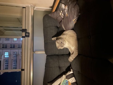 Scottish kedi