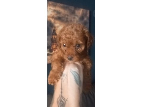 Toy poodle red brown 2 aylık dişi