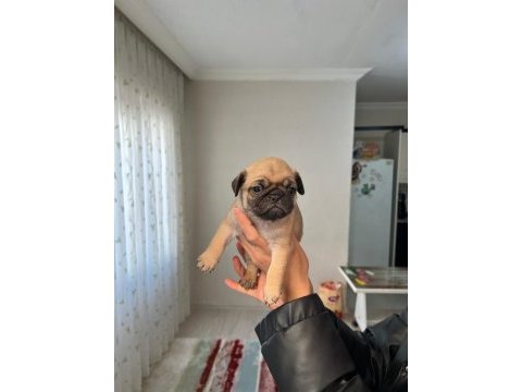 Üst segment gül kuyruk pug mops