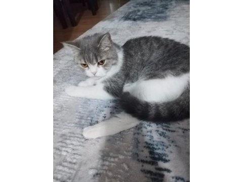 British shorthair kedimize yuva arıyoruz