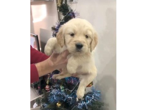 Golden retriever yavrular