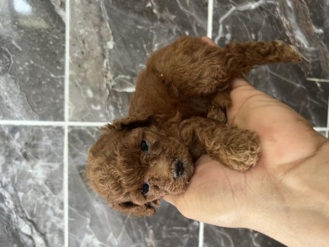 Orjinal toy ve minyatür toy poodle köpeği