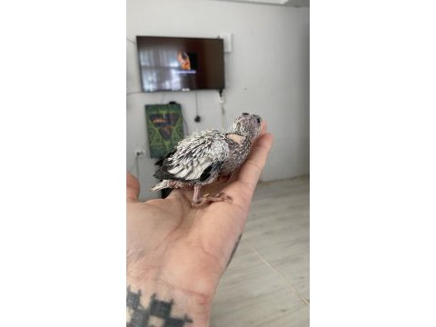 Vanilya petstoredan bebek sultan papağanları