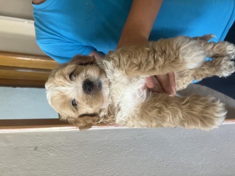 Safkan maltipoo bebekler
