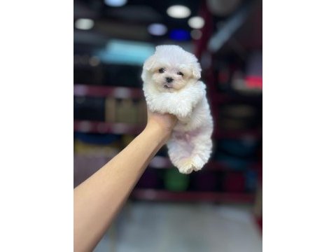 Karbeyaz erkek maltese terrier yavrular