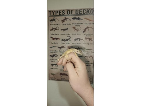 Yavru crested gecko
