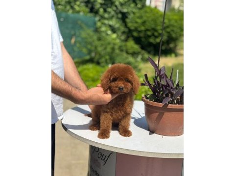 Orjinal red toy poodle yavrularımız