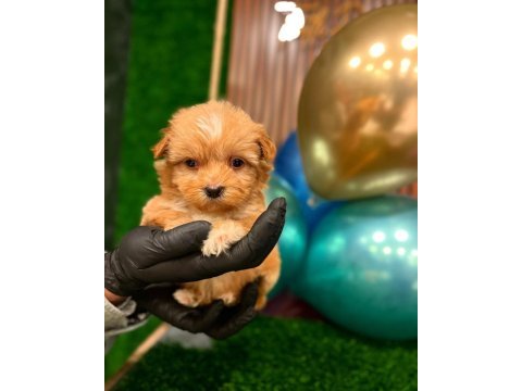 Sağlık garantili maltipoo yavrularımız