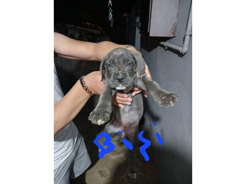 Acil dev cane corso yavrular