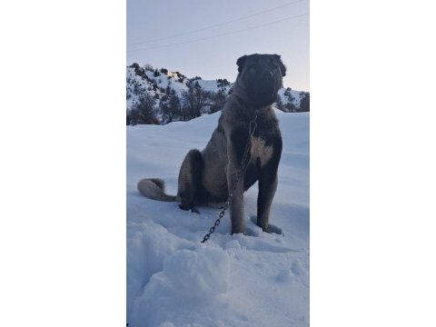 Değerini verene orjinal kangal