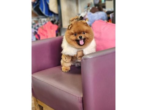 Pomeranian türkiyenin en iyisi yetişkin hemde!