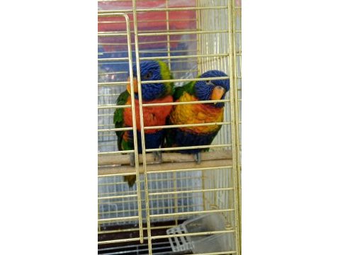 Gök kuşağı lori papağanı