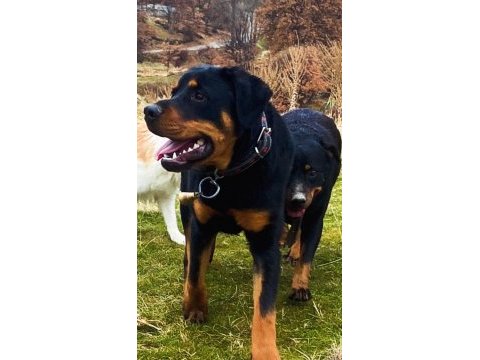 Afyon merkez 7 aylık erkek rottweiler