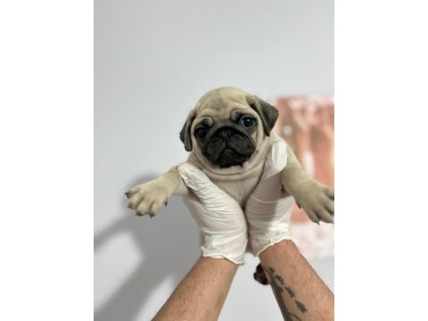 Kaliteli pug mops bebekler