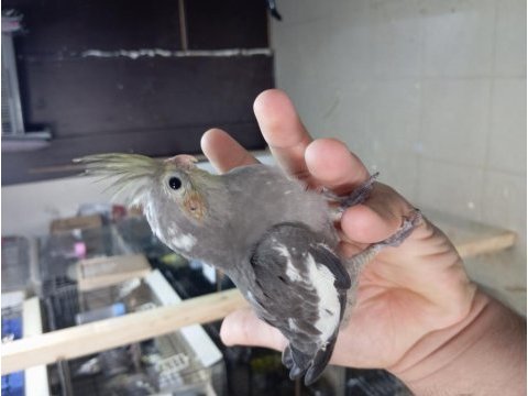 Erkek bebek sultan papağanlar