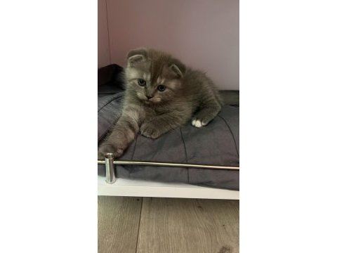Scottish fold blue point yavrularım sahiplendirilecektir