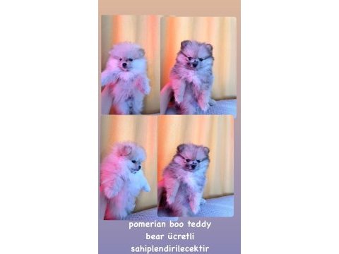 Pomeranian boo teddy bear