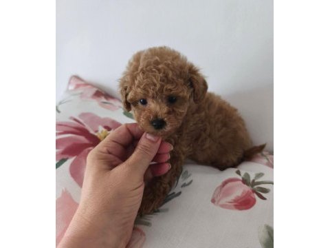 Toypoodle yavrularımız 