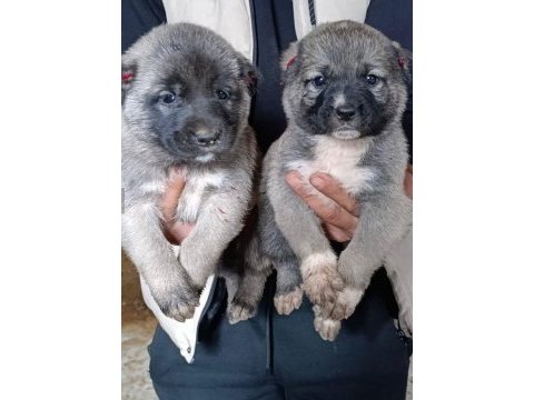 Safkan kangal yavrusu köpeğimiz