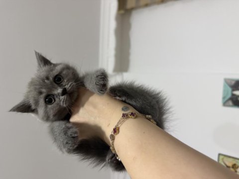 Badem gözlü british shorthair yeni yuvasını arıyor