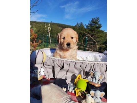 Baby face safkan golden retriever yavruları