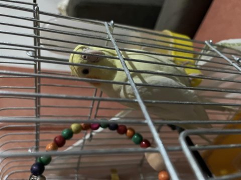 Ciddi alıcılar yazsın pazarlık olur sultan papağanı