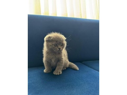 Yeni yuvasına hazır scottish fold