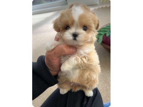 Vecihiden ırk ve sağlık garantili mini kore maltipoo