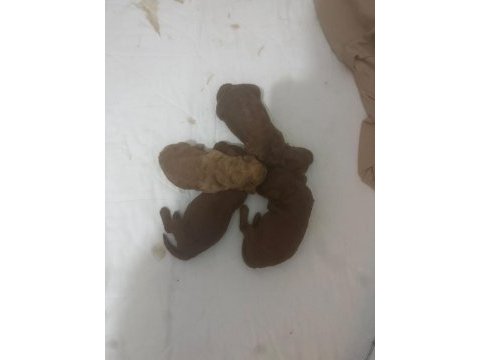 15 günlük orjinal toy poodle yavrular