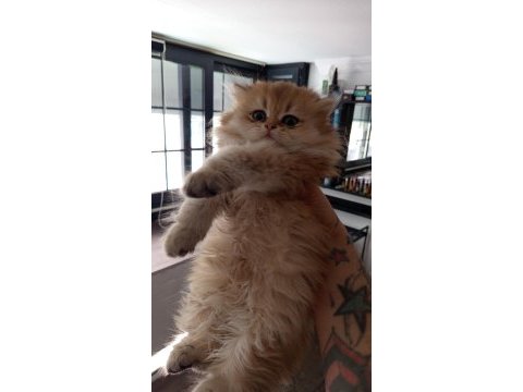 British longhair safkan ponçik