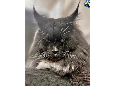 Sağlık ve ırk garantili minik maine coon devler