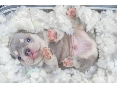 French bulldog lilac tan
