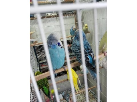 Muhabbet kuşu jumbo yavrular bursa osmangazi