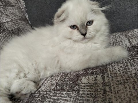 1 adet scottish fold dişi miya