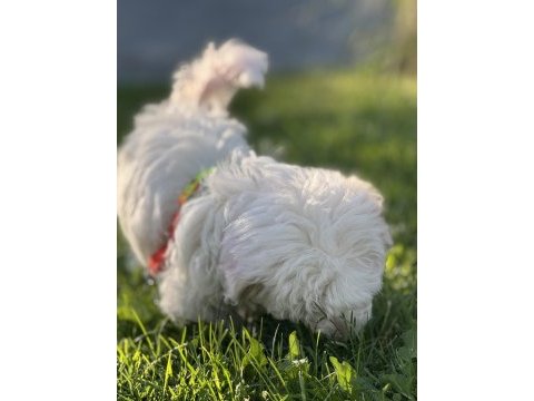 Aa kalite terrier