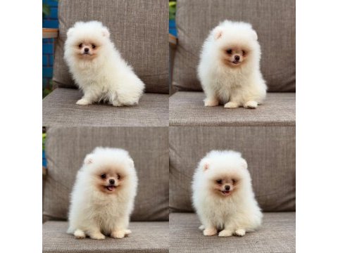 Pomeranian boo sağlıklı köpekler