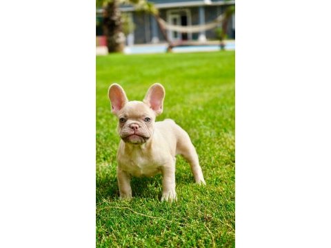 French bulldog yavruları çiftlikten 