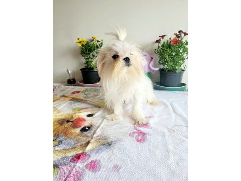 Kore maltese