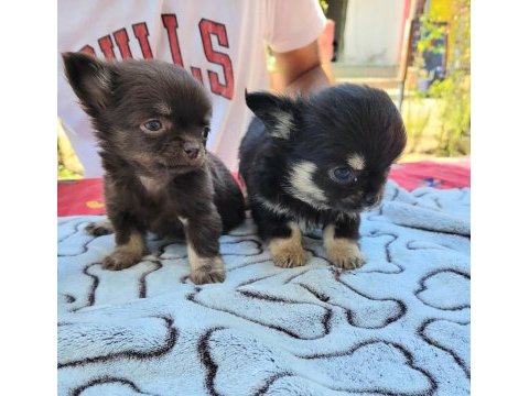 Teacup chihuahua yavrular