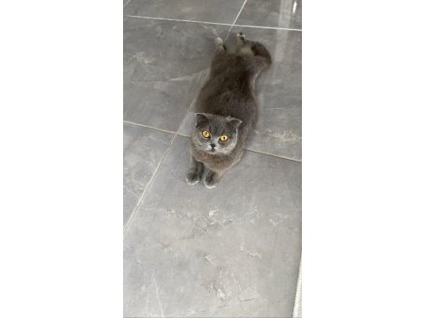Saf kan scottish fold